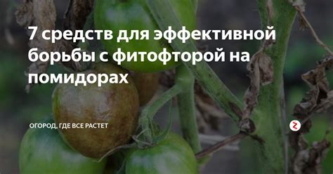 Применение химических средств для эффективной борьбы с распространением клубники