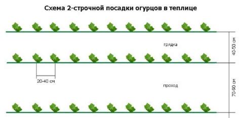 Принципы посадки растений: оптимальная глубина и расстояние