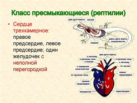 Причины автотомии у пресмыкающихся