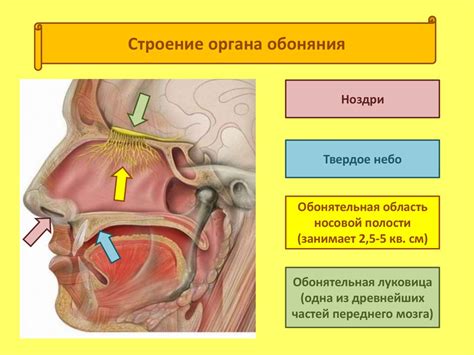 Проблемы, вызывающие нарушение обоняния и восприятия вкуса