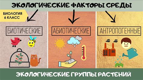 Проведите анализ состояния растения для предотвращения воздействия вредоносных организмов