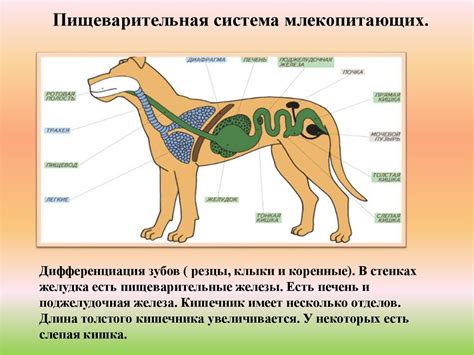 Проверка состояния зубов и пищеварительной системы