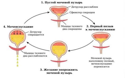 Прогноз и осложнения заболевания мочевого пузыря у мужчин