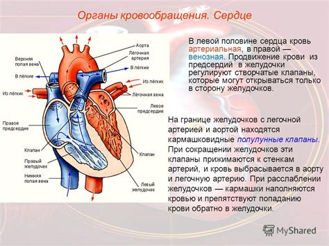 Продвижение кровообращения