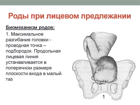 Продольное предлежание: определительные особенности