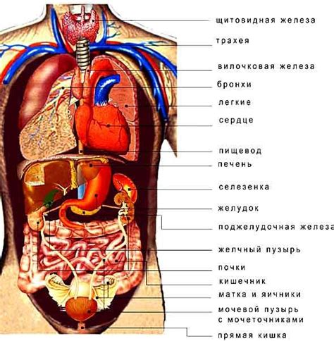 Процессы, происходящие выше пупка слева у человека: анатомия и функции