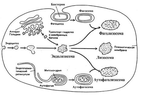 Процесс образования и сборки комплекса Гольджи