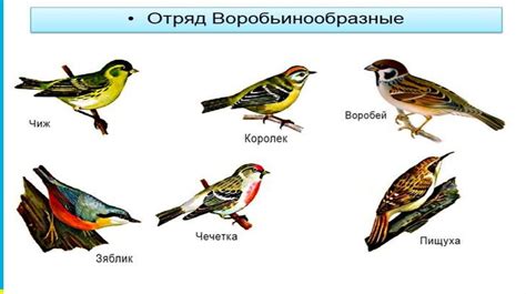 Проявления характера и поведение самцов и самок птицы досточтимого возраста