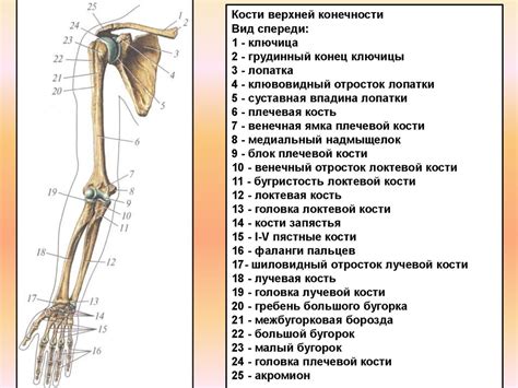 Психологический аспект паралича верхней конечности выше локтя