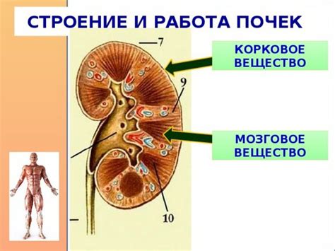 Работа почек при возникновении сильной жажды