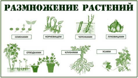 Разведение и размножение растений в ограниченном пространстве террарии