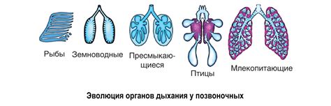 Развитие дыхательной системы и формирование легких у новорожденных