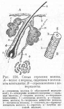 Развитие кожного покрова и рыбки