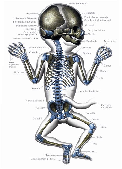 Развитие костей и скелета будущего ребенка