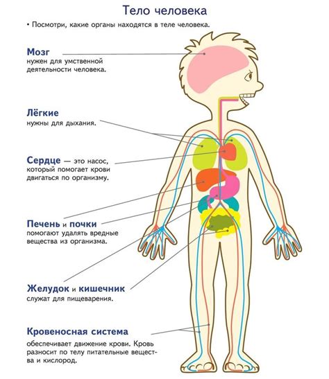 Разложение человеческого организма: процесс и время