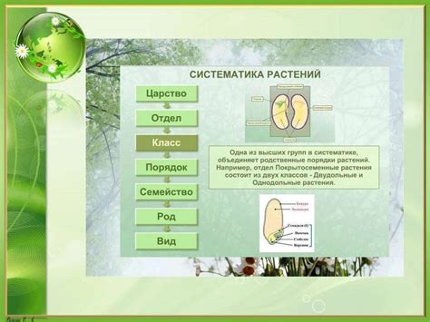 Разнообразие эликсиров и их полезность