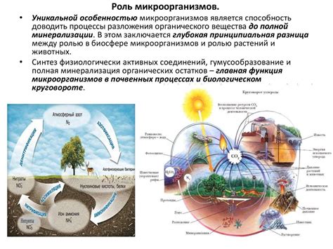 Распространение макадамии в окружающей среде