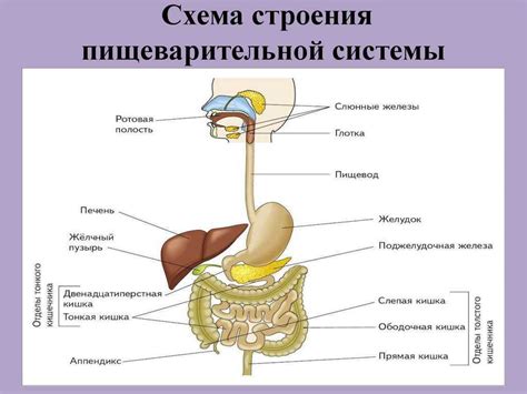 Расцветка языка и расстройства пищеварительной системы