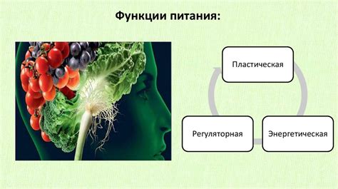 Рациональное питание: залог нормализации функционирования кишечника