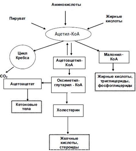 Регулирование метаболических процессов