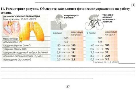 Регулярные физические нагрузки и работа сердца