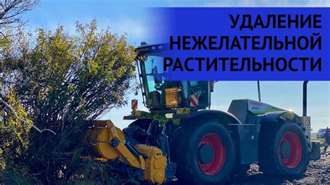 Регулярный мониторинг и удаление нежелательной растительности
