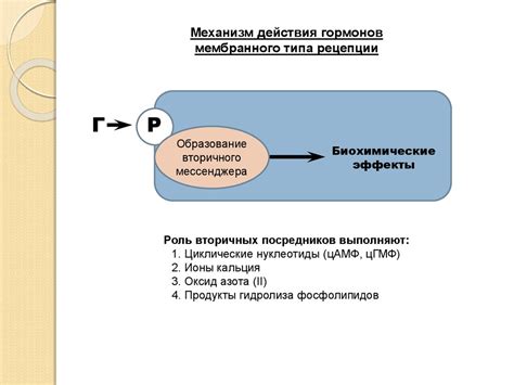 Регуляция метаболических процессов: поддержка внутреннего баланса организма