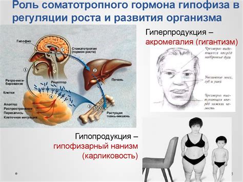 Регуляция половой функции: роль гормона, объединяющего половые вещества