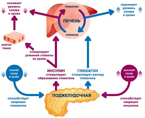 Регуляция уровня глюкозы в крови и препятствие накоплению жировых запасов