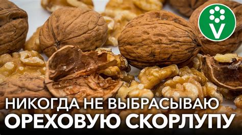 Рекомендуемые методы применения масла из плодов грецкого ореха в кулинарии