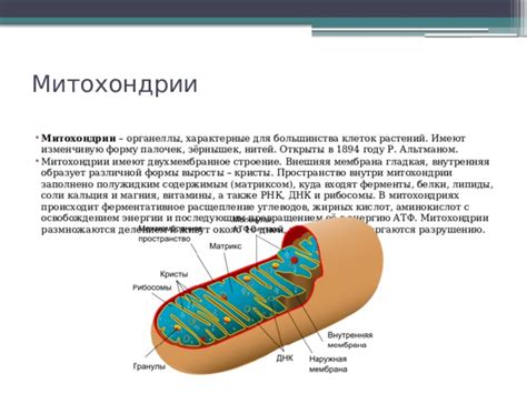 Рибосомы в митохондриях: особенности и важность