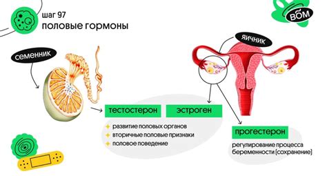 Роль Гормона, Который Связывает Половые Гормоны, в Процессе Старения
