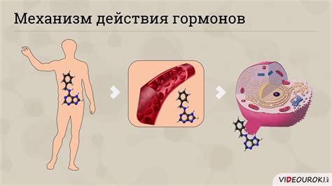 Роль гормона окситоцина в функционировании организма человека