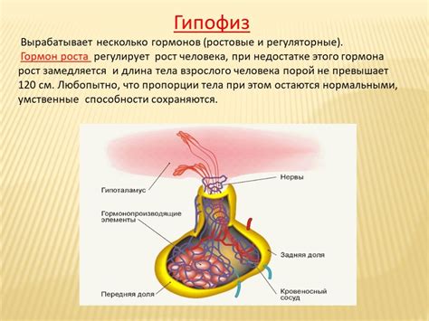 Роль гормонов в биохимии любви