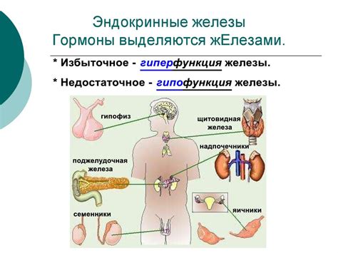 Роль гормонов и значимость желез внутренней секреции