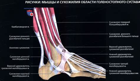 Роль и важность арки стопы в работе голеностопного сустава