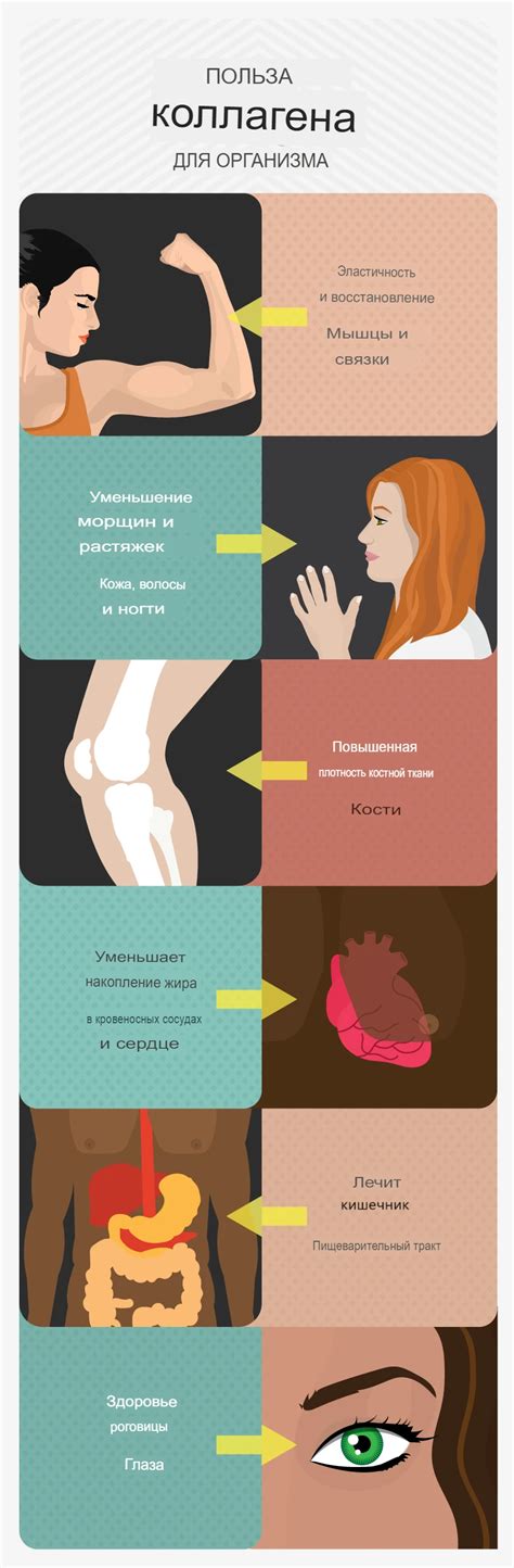 Роль и значение Коллагена для организма: результаты регулярного употребления