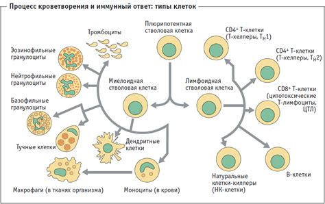 Роль меда в поддержке иммунной системы