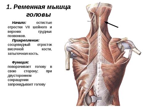 Роль мышц шеи в общей пропорции тела