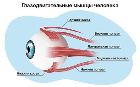 Роль области нервных окончаний сетчатки в обработке визуальной информации