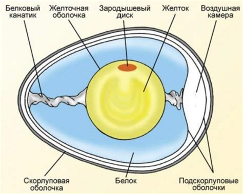 Роль оплодотворения в развитии куриного яйца