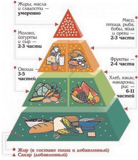 Роль питания в формировании жировой ткани на животе: причины и последствия