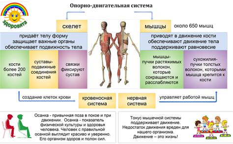 Роль позвоночника в опорно-двигательной системе