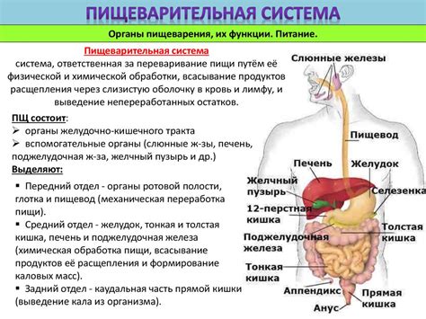 Роль прямой кишки в функционировании пищеварительной системы