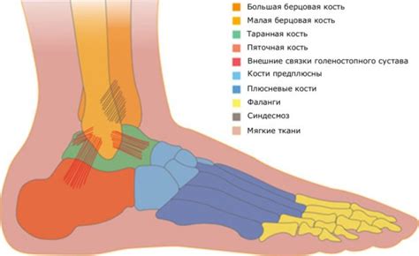 Роль связок в обеспечении стабильности лодыжки