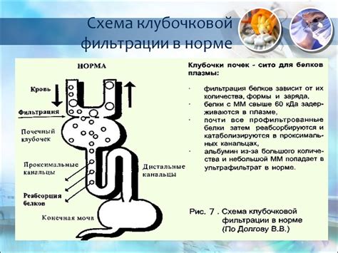 Роль скорости клубочковой фильтрации и ее определение в контексте оценки функции почек