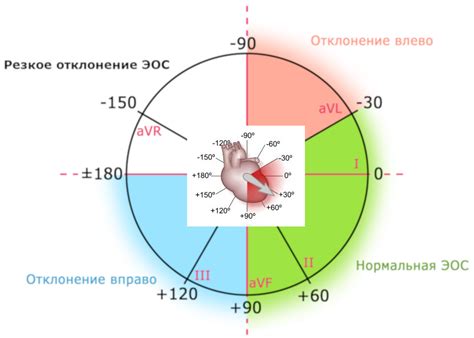 Роль электрической складки в функционировании сердца