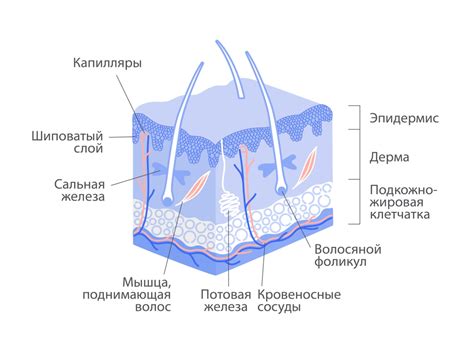 Роль эпидермиса прилепестка