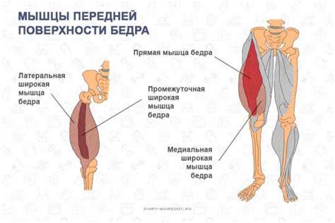 Рост мышц ног и его значимость