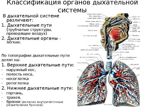 Свернутые образования в дыхательной системе: суть и главные подтолкнувшие факторы